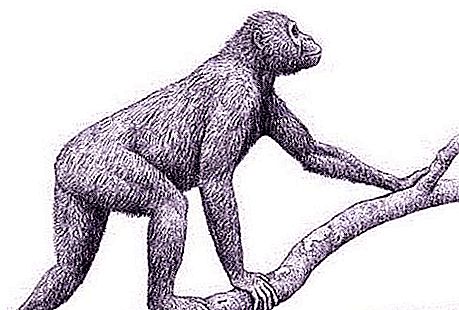 Dryopithecus: período da vida, habitat e características do desenvolvimento
