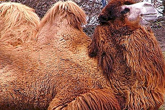 Bactrian Camel - έρημο σκάφος
