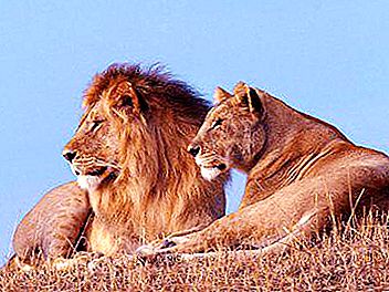 Sư tử sống ở đâu? Loài và khu vực phân bố của động vật