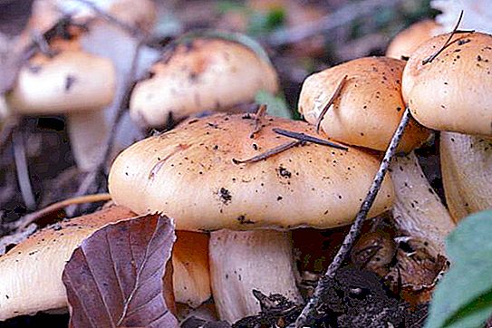 Hygrophor di funghi: descrizione, tipi. Hygrophore russula