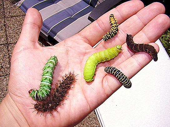 Un bruco è una larva di farfalla: varietà, ciclo di vita, nutrizione