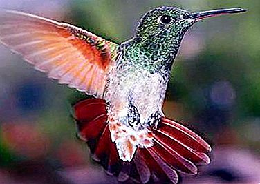 Berapa kecepatan maksimum burung kolibri saat merawat seekor betina?