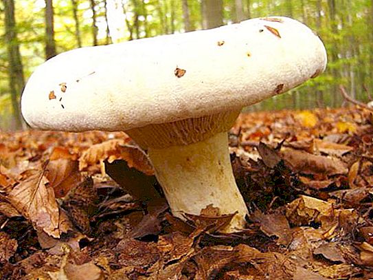 Molokanka is a mushroom-like mushroom. Cooking molokanka mushrooms