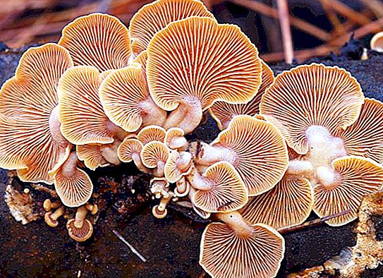 Ovanliga svampar: foton och namn
