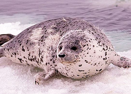 Common Seal: appearance, habitat, natural enemies