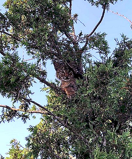 Een politieagent klom in een boom om een ​​kitten te redden. Maar toen ik dichterbij kwam, zag ik een gevaarlijk dier