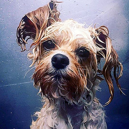 Žila v ulicích města a snědla zbytky, ale dnes má na Instagramu přes 400 tisíc sledujících: příběh toulavého psa