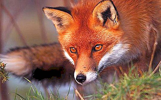 De mest intressanta fakta om rävar: livsmiljö, mat och arter