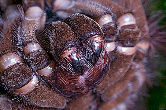 Najveći pauk na svijetu: opis, ime i zanimljive činjenice