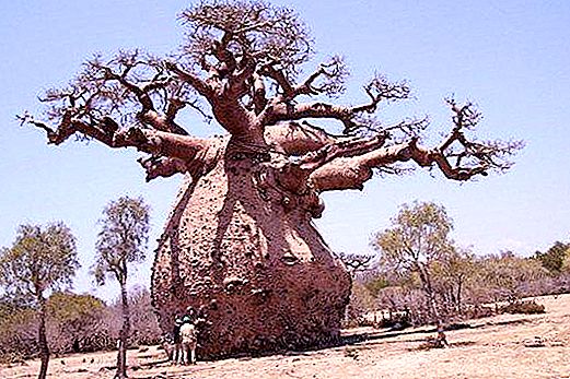 L’arbre més inusual del món. Arbres inusuals del món: foto