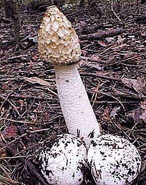 Eigenaardige paddenstoel