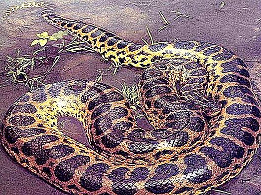 Ist die Anakonda-Schlange so gefährlich?
