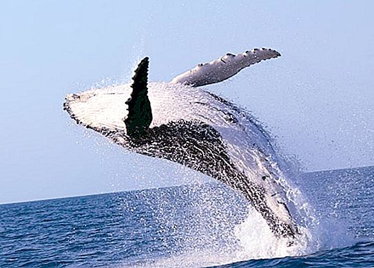 Moustachioed φάλαινα (φωτογραφία). Πόσα δόντια έχει ένα μουστάκι;