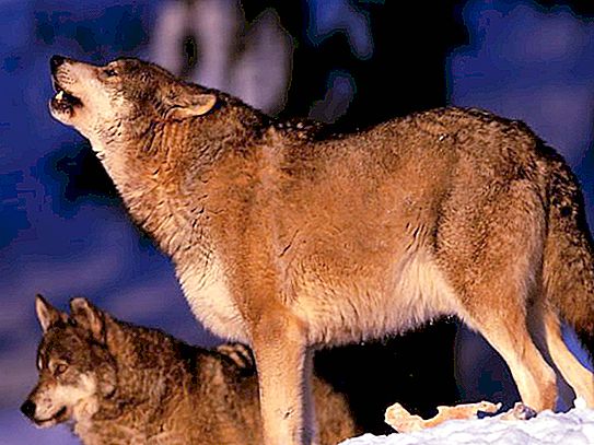 Lobo em estado selvagem. Vida útil dos lobos