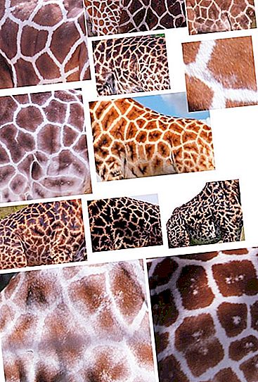Une girafe est un mammifère de l'ordre des artiodactyles. Description, habitat et mode de vie de la girafe