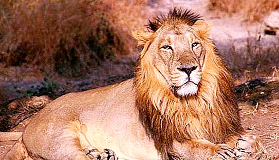 Asiatic lion: paglalarawan, larawan