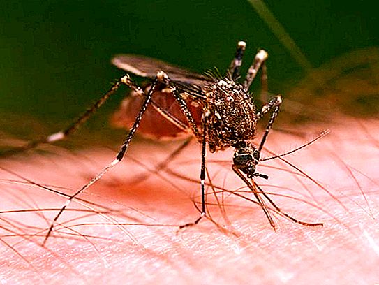Grandes mosquitos: esses insetos são perigosos