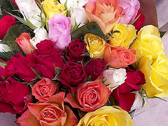 Egy csokor színes rózsa - fényes és emlékezetes ajándék