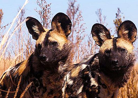 Chiens hyénoïdes: description, mode de vie, population