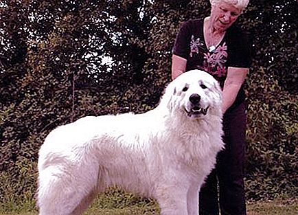 Pireneusok hegyi kutyája: leírás, karakter, képek és vélemények. Nagy Pireneusi hegyi kutya