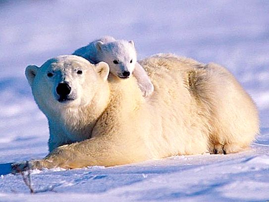 หมีขั้วโลกอาศัยอยู่ได้อย่างไรและอย่างไร?