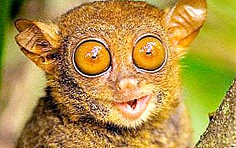 What is the name of the animal with big eyes? Cute little animal with big eyes (photo)