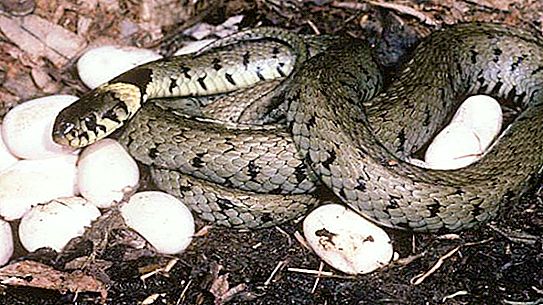 Como as cobras dão à luz seus filhotes? Todas as espécies põem ovos?
