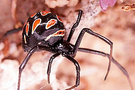 À quoi ressemble une araignée karakurt? Morsure de Karakurt: ce qui est dangereux, les premiers soins, les symptômes et les caractéristiques du traitement