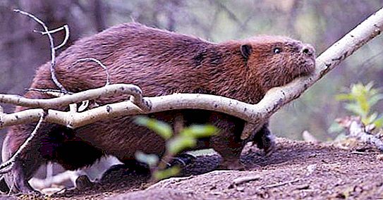 How do beavers winter and what do they eat?