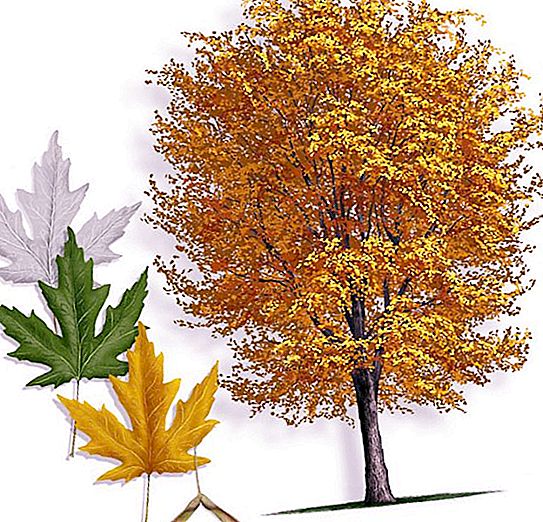 Maple perak: ketinggian dan batang pokok. Apakah nama buah maple?