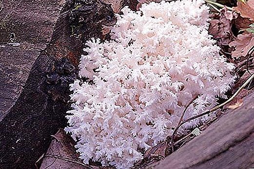 Ciuperca de corali - o dietă și o delicatesă foarte sănătoasă