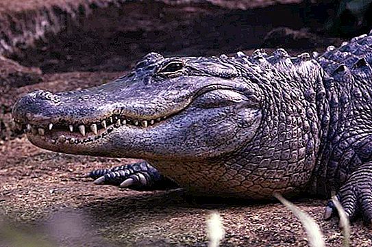 Mississippi alligator: habitat, ernæring, foto