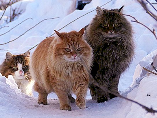 挪威森林猫-描述，特征和有趣的事实