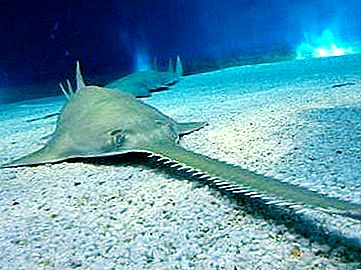 Habitante de los océanos - pez sierra