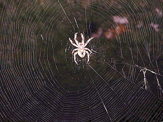 Een speciaal type spinachtigen draait om een ​​baan. Spinnen wier bewonderenswaardige weefvaardigheden