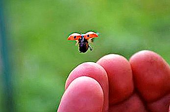 Hvorfor blev ladybug så navngivet? Hvorfor hedder marihøne så?