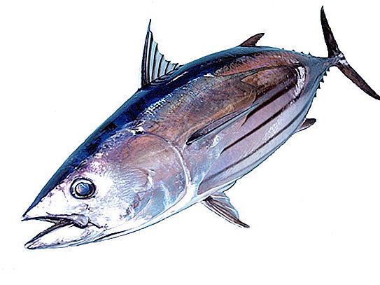 Tuńczyk w paski: opis, siedlisko, funkcje gotowania, zdjęcie
