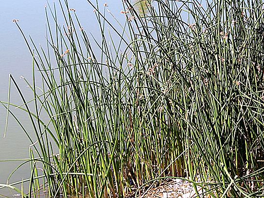 Narrow-leaved cattail: description with photo, distinctive features, application