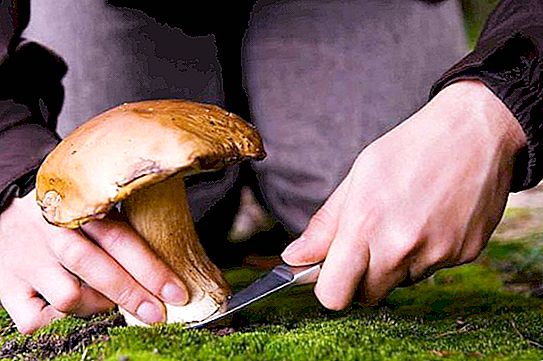 Jedlé houby oblasti Saratov: popis, vlastnosti a recenze