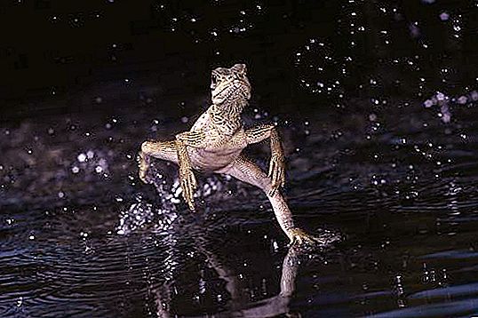 蛇怪：在水面上行走的蜥蜴