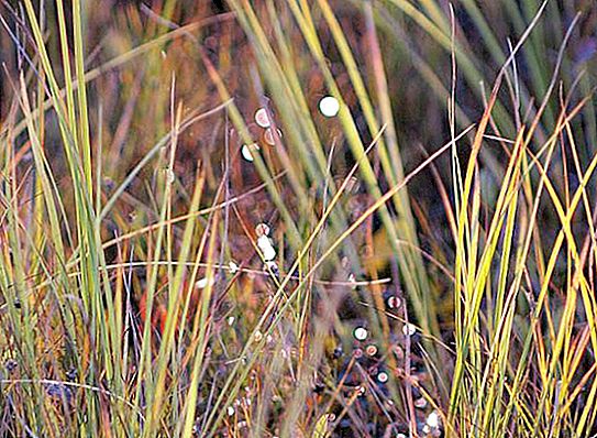 水または湿地の草本植物：名前と説明