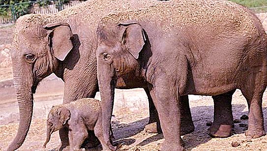 Āzijas ziloņi: apraksts, funkcijas, dzīvesveids, uzturs un interesanti fakti