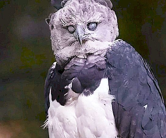 The harpy eagle is the largest bird in the world. She's so big that it seems like a man in a suit