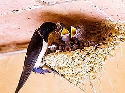Swallow's Nest. Types of Bird Nests