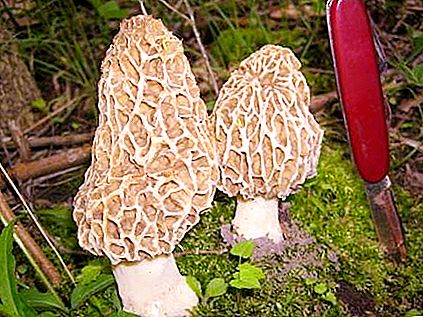 Morel gljiva: vrste i jelo