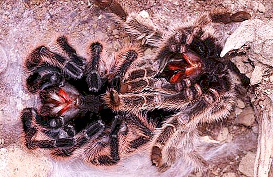 Hvordan oppstår molting av en tarantula edderkopp?