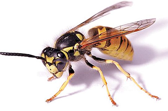 Làm thế nào để một con ong bắp cày? Wasp sting: làm thế nào để kéo ra