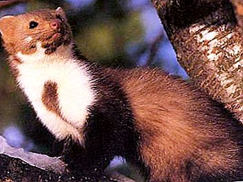 Stone marten: appearance, behavior and nutrition