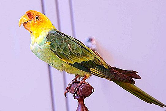 Carolina papağan: türlerin bilimsel açıklaması, ilginç gerçekler, yok olma tarihi