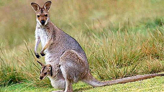 Hvem bor i Australia: fantastiske dyr og fastlandsbefolkningen